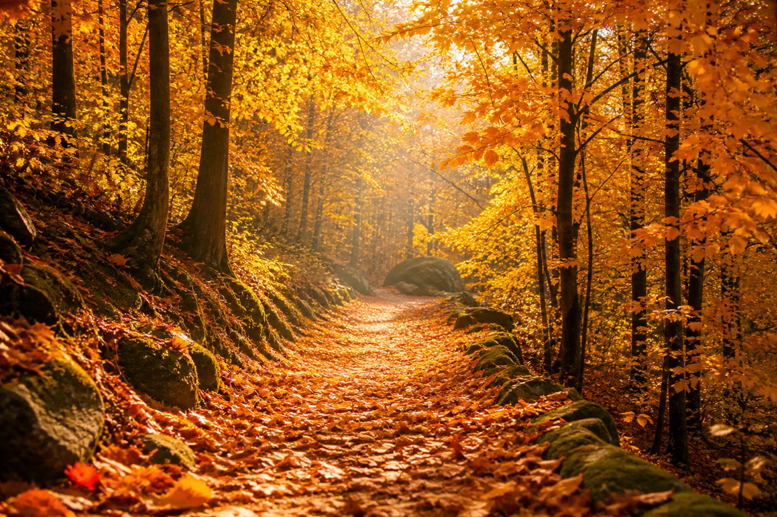 L'automne